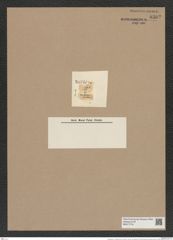 Xanthiopyxis ? urceolaris Ehrh. (de-Toni-Nr.: Genus 190, Species 4718) Zeichnungen Sammlung Grunow Nr. 8362 (NHMW-BOT-W0377776)